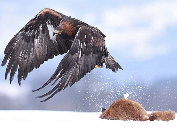 Concurso Internacional de Fotografias de Animais Selvagens mostra maravilhas naturais