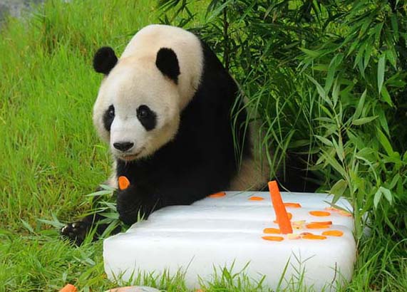 Panda gigante “Taishan” completa seu 10º aniversário