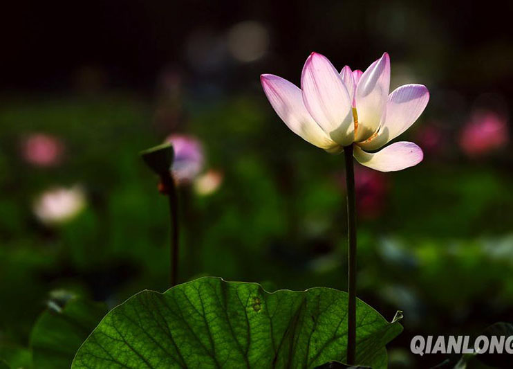 Beleza das flores de lótus atrai turistas no sudeste da China