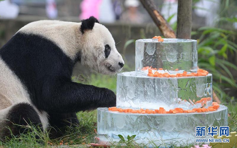Pan Pan, o panda mais velho do mundo
