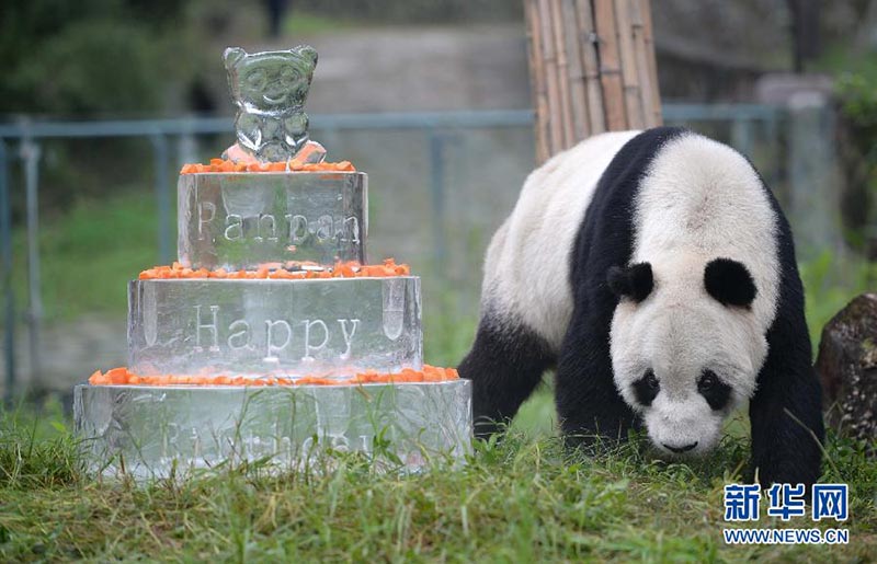 Pan Pan, o panda mais velho do mundo