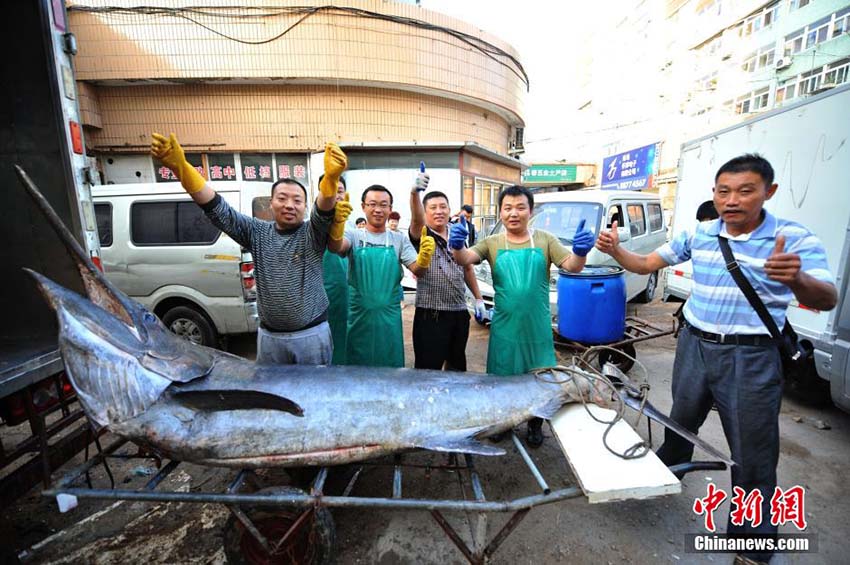 Pescador de Qingdao pega o “rei dos peixes-espadas” de 345 kg