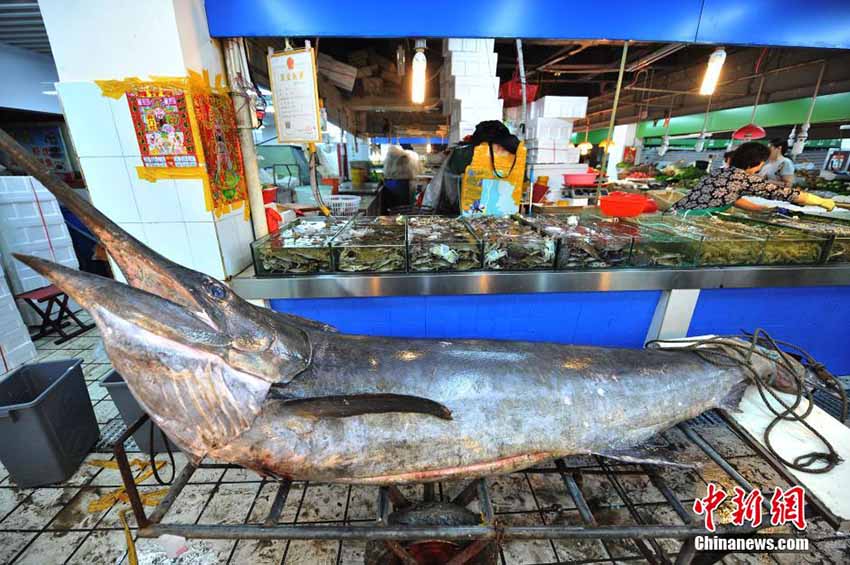 Pescador de Qingdao pega o “rei dos peixes-espadas” de 345 kg