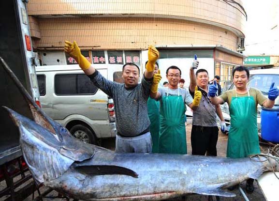 Pescador de Qingdao pega o “rei dos peixes-espadas” de 345 kg
