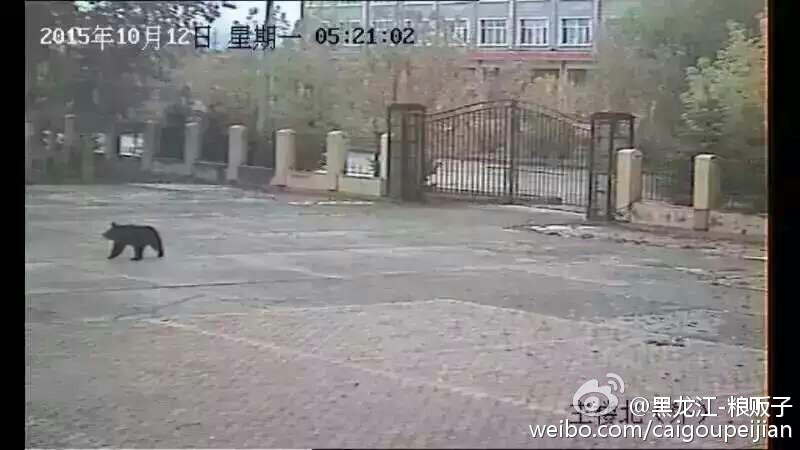 Urso negro é abatido em Heilongjiang após entrar numa escola