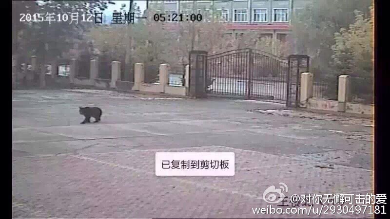 Urso negro é abatido em Heilongjiang após entrar numa escola