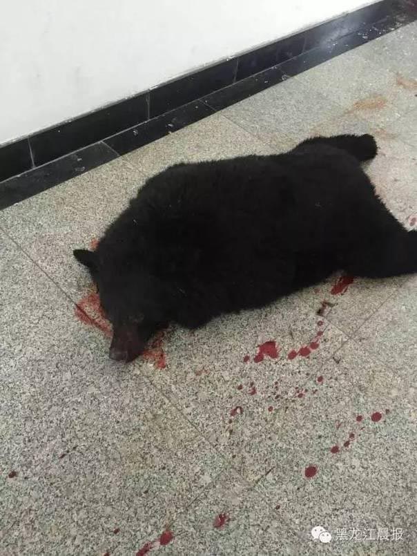 Urso negro é abatido em Heilongjiang após entrar numa escola