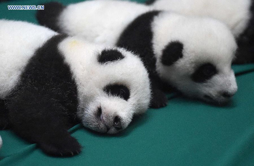 Doze crias gémeas de panda estabelecem contacto com o público na China