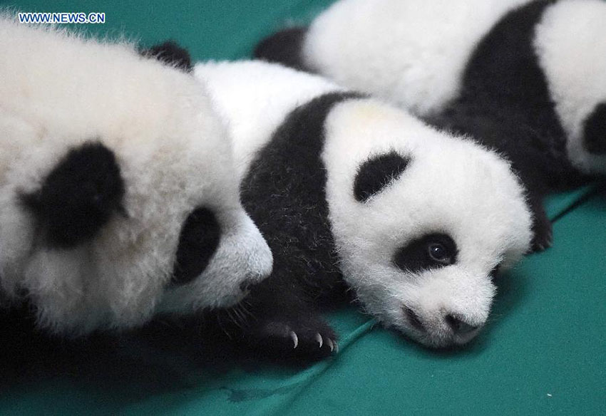 Doze crias gémeas de panda estabelecem contacto com o público na China