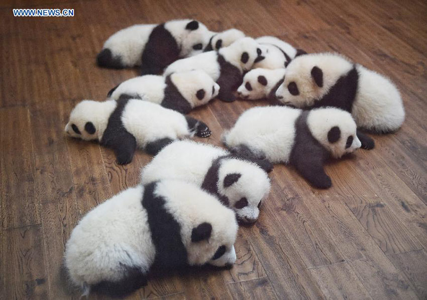 Doze crias gémeas de panda estabelecem contacto com o público na China