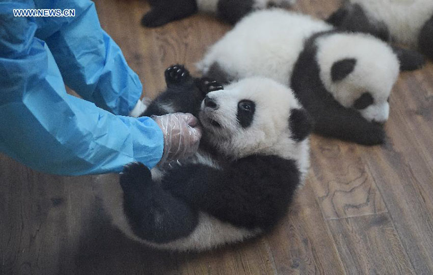 Doze crias gémeas de panda estabelecem contacto com o público na China