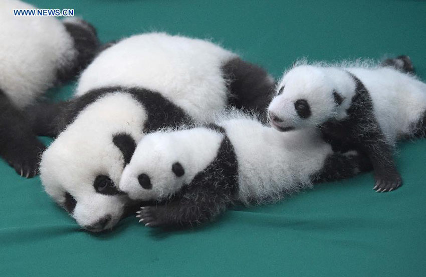 Doze crias gémeas de panda estabelecem contacto com o público na China