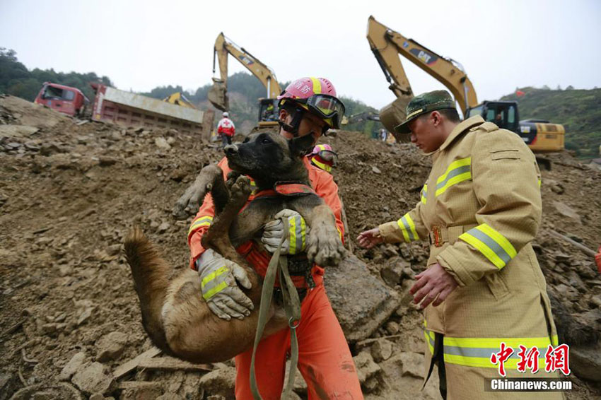 Cachorros de resgate feridos continuam trabalhando em acidente de deslizamento