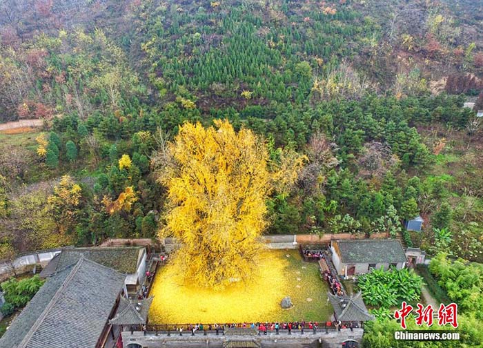 “Ginkgo Biloba”, a árvore milenar do noroeste da China