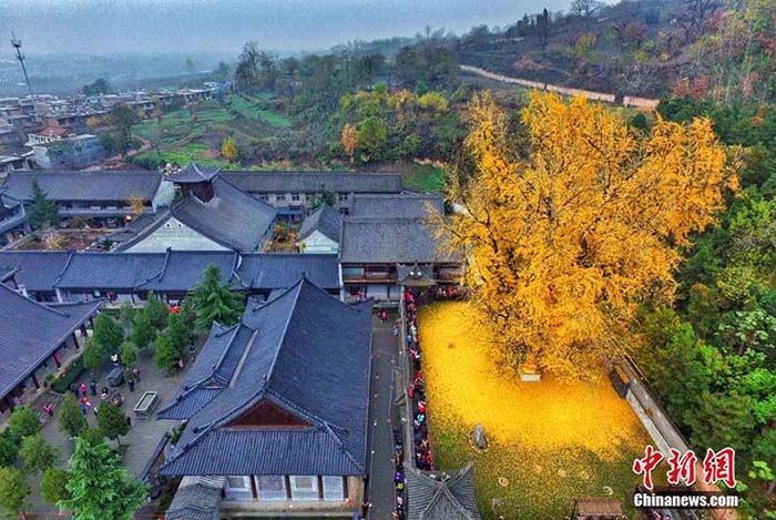 “Ginkgo Biloba”, a árvore milenar do noroeste da China