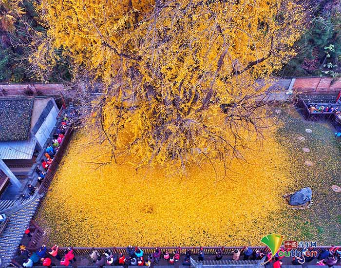 “Ginkgo Biloba”, a árvore milenar do noroeste da China