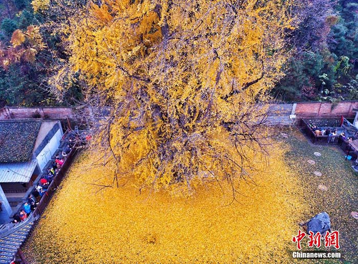 “Ginkgo Biloba”, a árvore milenar do noroeste da China
