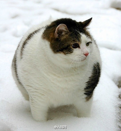 Escuta aqui, não sou gordo, apenas estava acumulando gordura para o inverno!