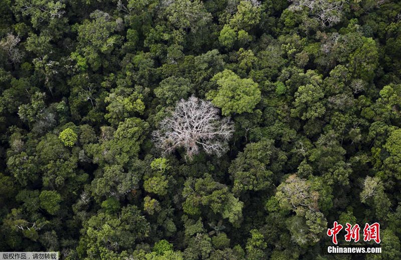 Floresta da Amazónia: século de grandes mudanças