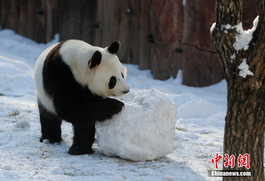 Dois pandas gigantes têm vida nova no norte da China