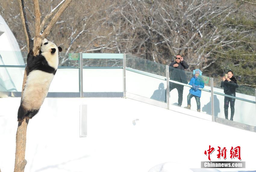 Dois pandas gigantes têm vida nova no norte da China