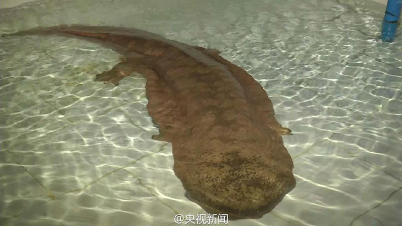 China descobre salamandra gigante de 200 anos