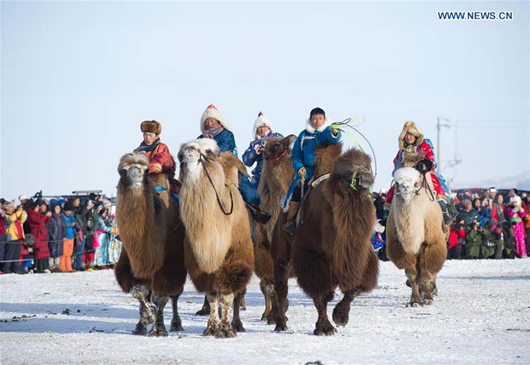 Feira do camelo começa na Mongólia Interior