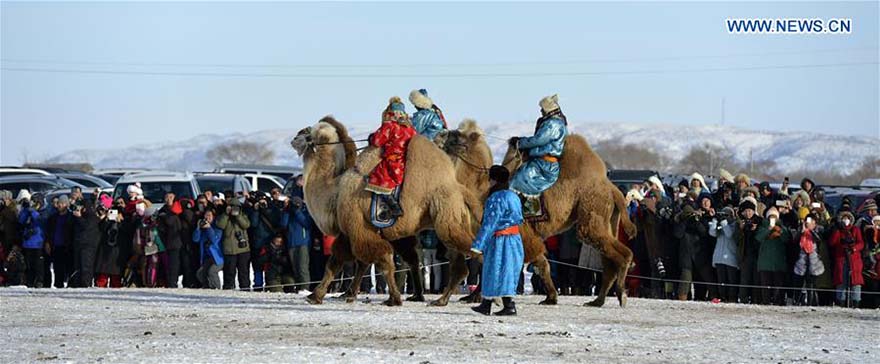 Feira do camelo começa na Mongólia Interior