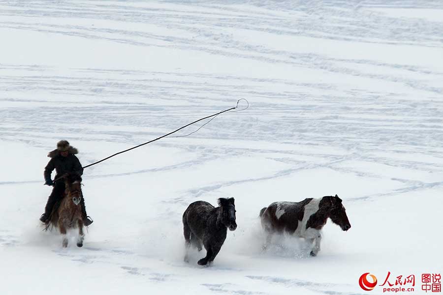 Fotos Impressionantes: Cavalos galopam em meio à neve