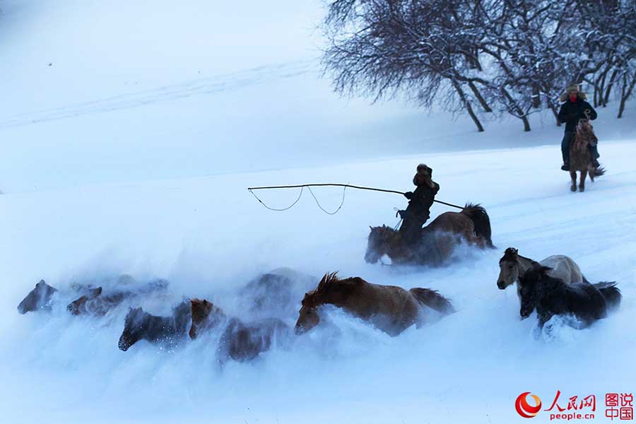 Fotos Impressionantes: Cavalos galopam em meio à neve