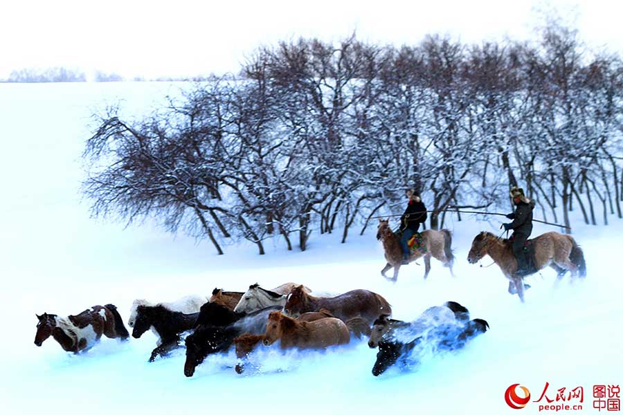 Fotos Impressionantes: Cavalos galopam em meio à neve