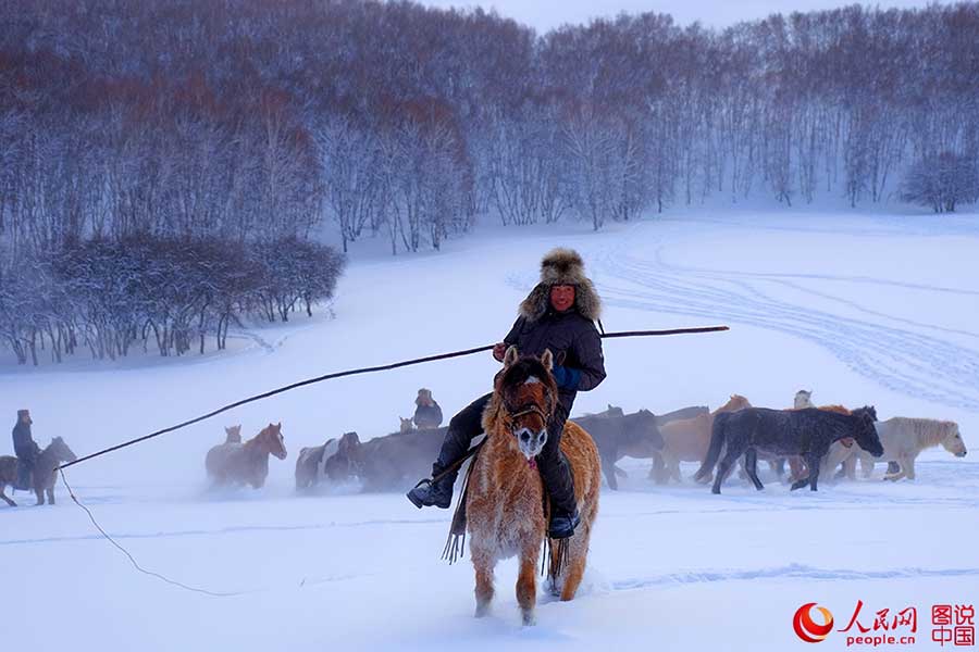 Fotos Impressionantes: Cavalos galopam em meio à neve