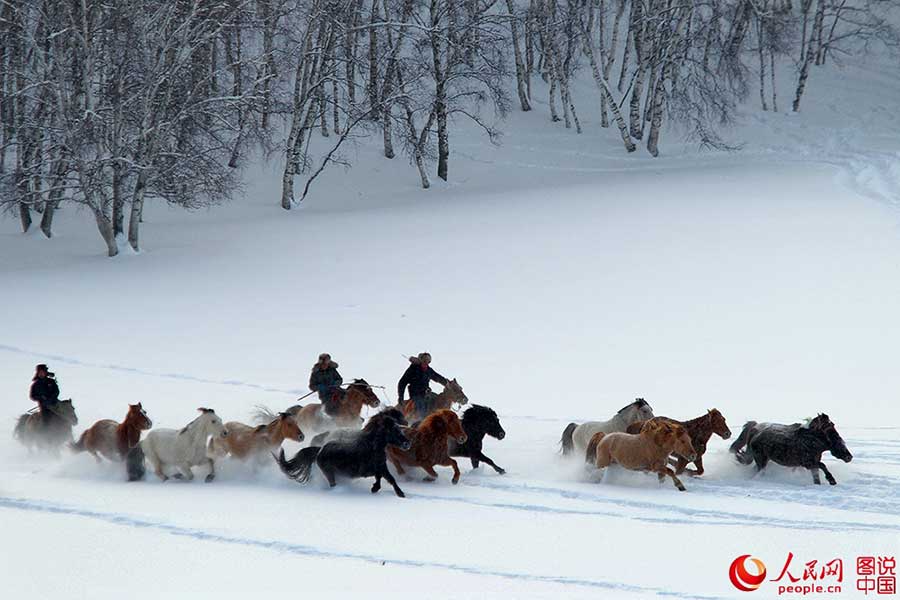 Fotos Impressionantes: Cavalos galopam em meio à neve