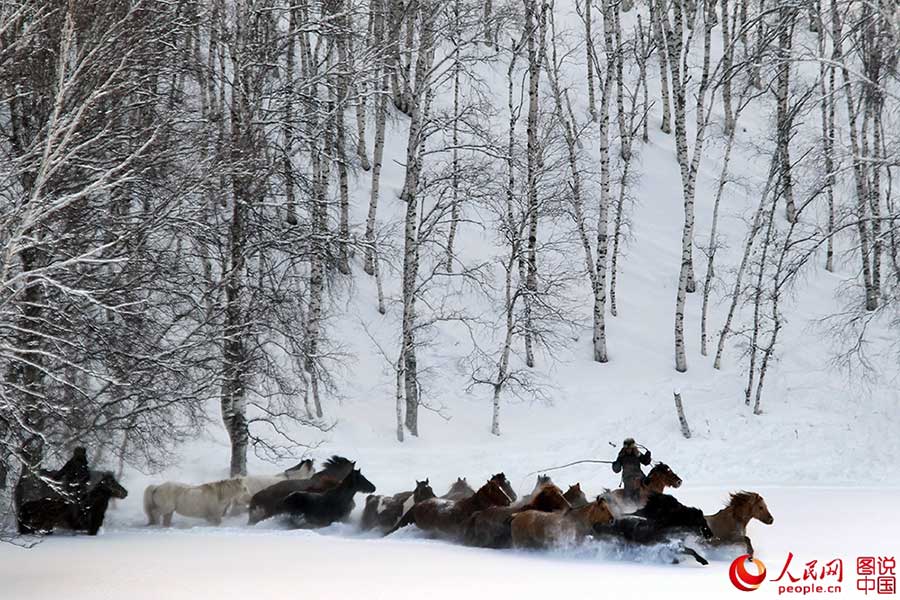 Fotos Impressionantes: Cavalos galopam em meio à neve