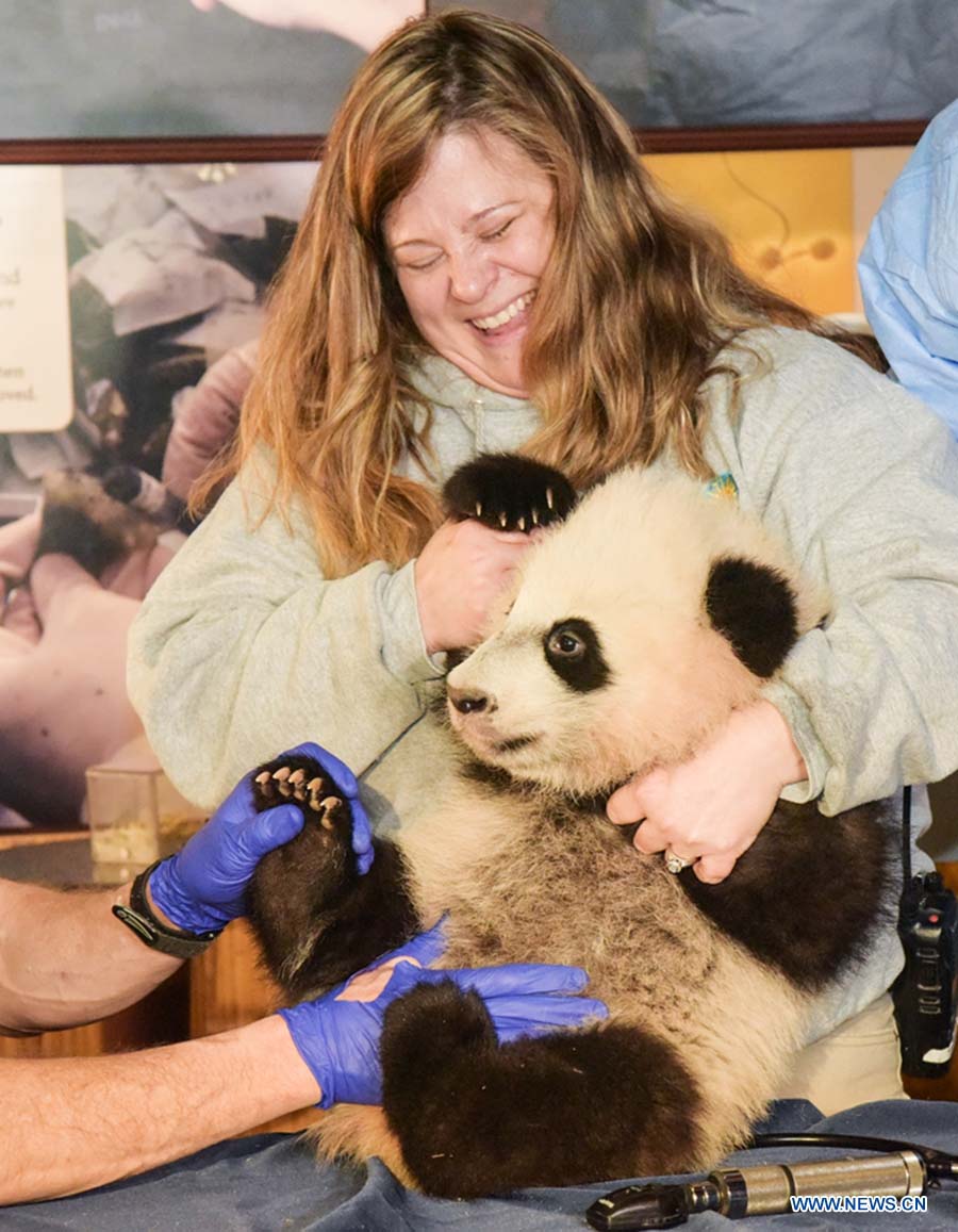 Panda “Bei Bei” de 4 meses recebe exame físico