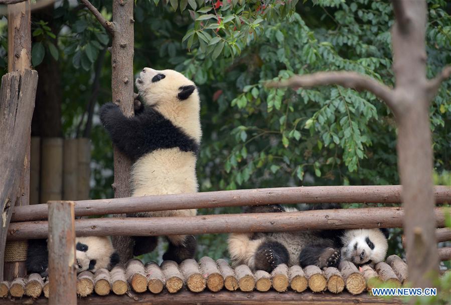 China tem 422 pandas gigantes em cativeiro