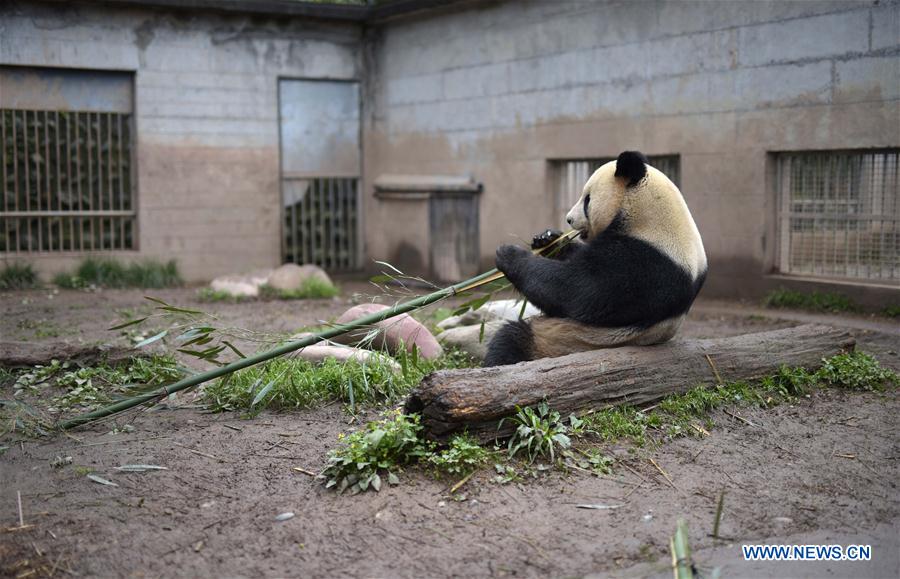 China tem 422 pandas gigantes em cativeiro