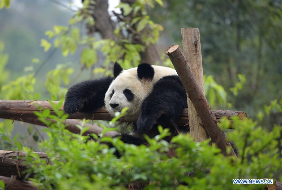 China tem 422 pandas gigantes em cativeiro