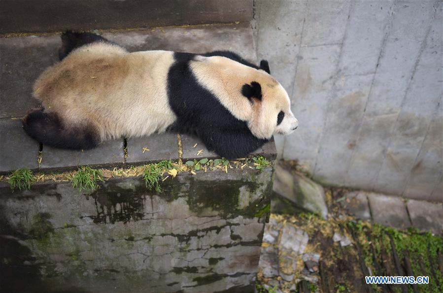 China tem 422 pandas gigantes em cativeiro