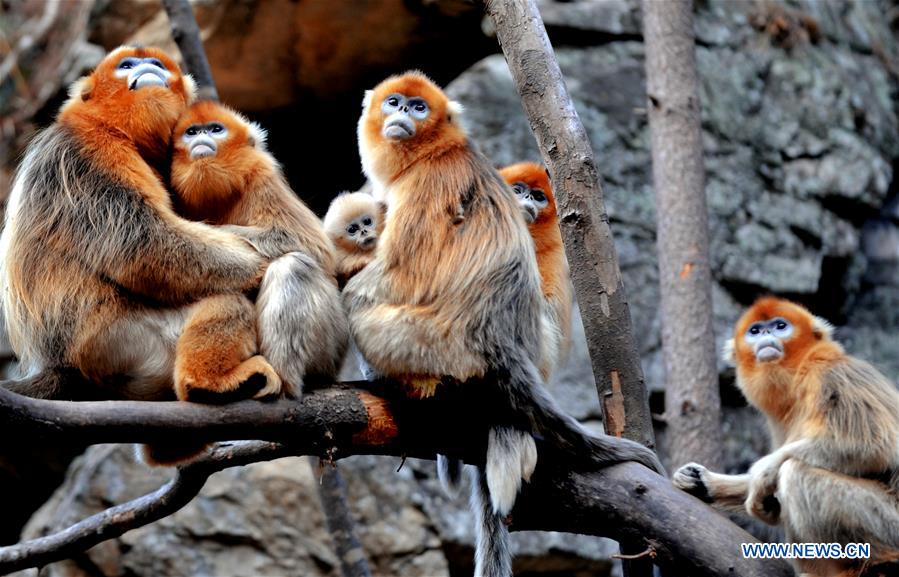 Macacos dourados no santuário do Panda-gigante em Shaanxi
