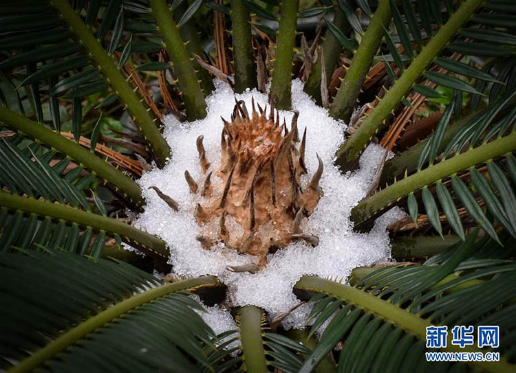 Guangzhou tem sua primeira tempestade de neve nos últimos 60 anos