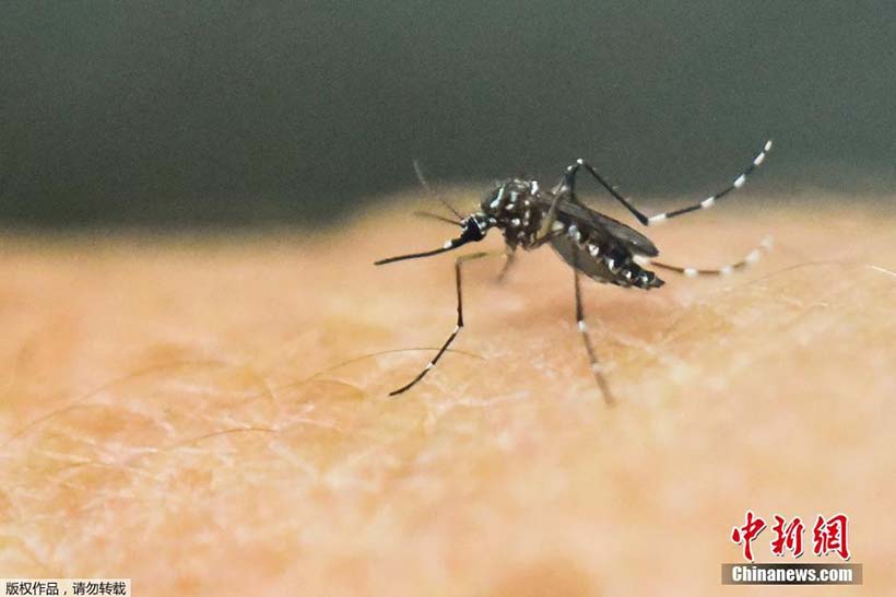 Epidemia do vírus Zika alastra-se nos países americanos