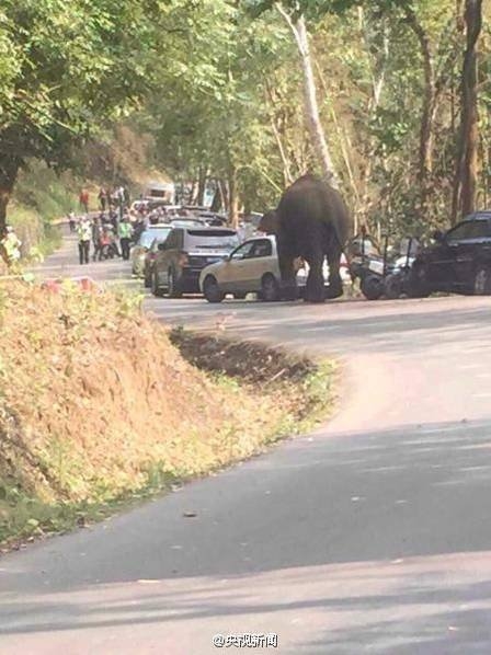 Elefante selvagem erra caminho, entra em estrada e destrói 15 carros