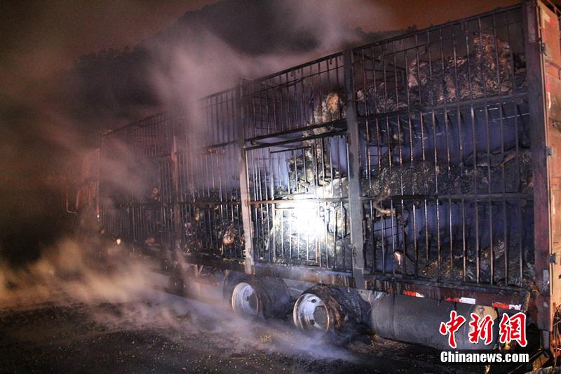 Incêndio num caminhão provoca a morte de 300 ovelhas