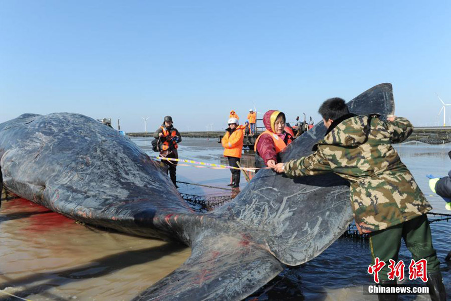 Um dos dois cachalotes mortos que deram à costa no leste da China foi removido