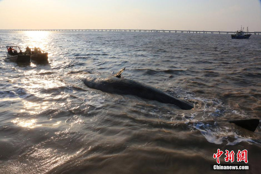 Um dos dois cachalotes mortos que deram à costa no leste da China foi removido
