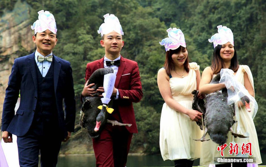Dois cisnes pretos se “casam” em Hunan