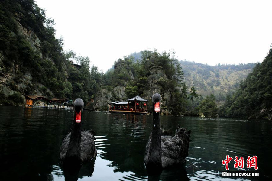 Dois cisnes pretos se “casam” em Hunan