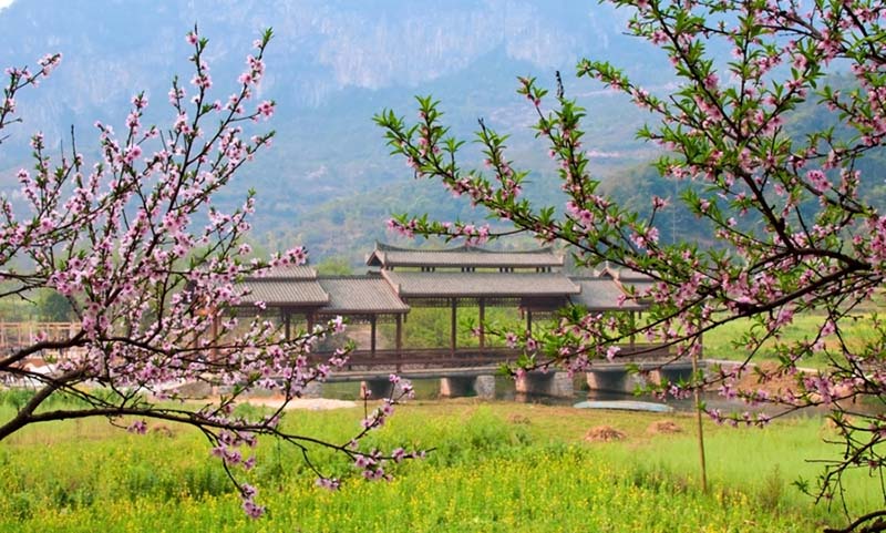 Aldeia Bamei: o vale lendário das flores de pessegueiro