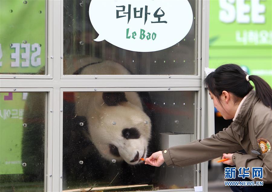 Coreia do Sul recebe casal de pandas chineses